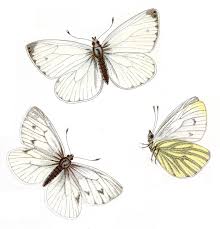 Attēlu rezultāti vaicājumam “Pieris napi female”