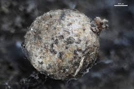 Attēlu rezultāti vaicājumam “Lycogala maculatum macro”