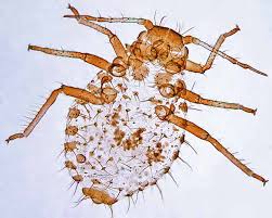 Attēlu rezultāti vaicājumam “Chaitophorus populeti”