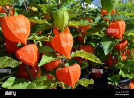 Attēlu rezultāti vaicājumam “Physalis alkekengi flower”