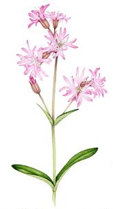 Image result for Lychnis flos-cuculi