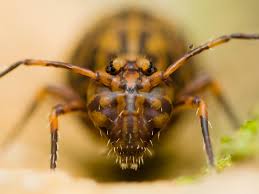 Attēlu rezultāti vaicājumam “Ptenothrix sp.”