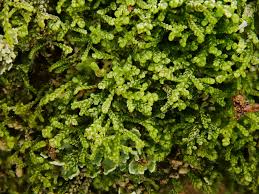 Attēlu rezultāti vaicājumam “Lepidozia reptans”