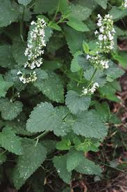 Image result for Nepeta cataria