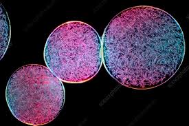 Attēlu rezultāti vaicājumam “Nostoc pruniforme cells”