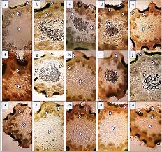 Attēlu rezultāti vaicājumam “Cardaminopsis arenosa bud”