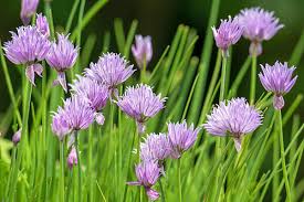 Attēlu rezultāti vaicājumam “Allium schoenoprasum bud”