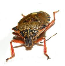 Attēlu rezultāti vaicājumam “Pinthaeus sanguinipes”