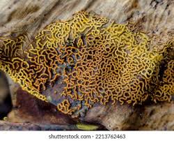 Attēlu rezultāti vaicājumam “Hemitrichia decipiens macro”