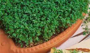 Image result for Gartenkresse