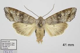 Attēlu rezultāti vaicājumam “Lithomoia solidaginis”