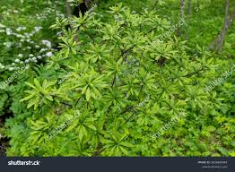 Attēlu rezultāti vaicājumam “Daphne mezereum leaf”