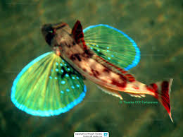 Image result for Chelidonichthys cuculus