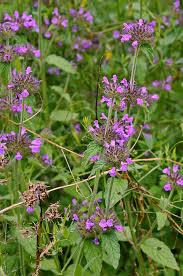 Attēlu rezultāti vaicājumam “Clinopodium vulgare”