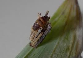 Attēlu rezultāti vaicājumam “Psyche casta larva”