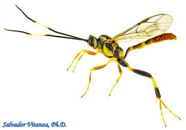 Attēlu rezultāti vaicājumam “Ichneumonidae”