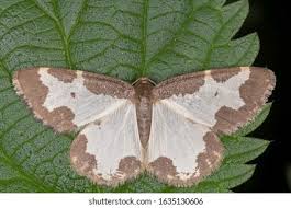 Attēlu rezultāti vaicājumam “Lomaspilis marginata”