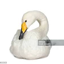 Attēlu rezultāti vaicājumam “Cygnus columbianus”