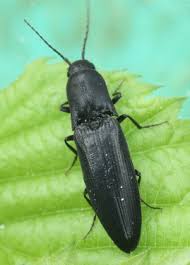 Attēlu rezultāti vaicājumam “Ectinus aterrimus”