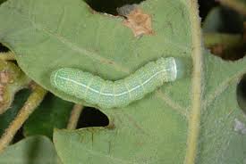 Attēlu rezultāti vaicājumam “Orthosia cerasi”