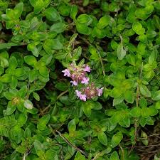 Attēlu rezultāti vaicājumam “Thymus pulegioides leaf”