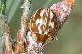 Attēlu rezultāti vaicājumam “Myzia oblongoguttata”