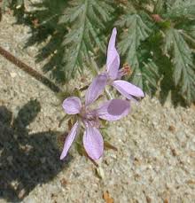 Attēlu rezultāti vaicājumam “Erodium cicutarium”