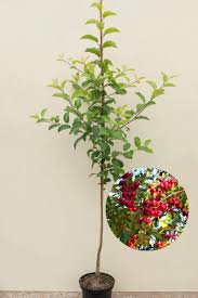 Attēlu rezultāti vaicājumam “Malus”