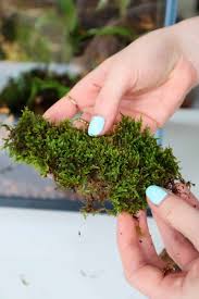 Attēlu rezultāti vaicājumam “Hypnum cupressiforme sporophyte”