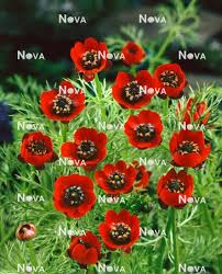 Image result for Adonis aestivalis