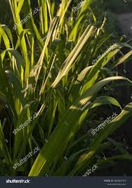 Attēlu rezultāti vaicājumam “Glyceria maxima fruit”