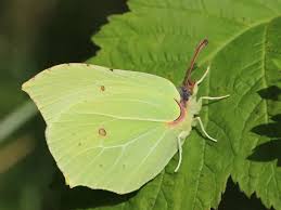 Attēlu rezultāti vaicājumam “Gonepteryx rhamni female”