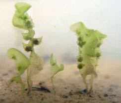 Attēlu rezultāti vaicājumam “Marchantiopsida”