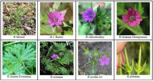 Attēlu rezultāti vaicājumam “Geranium dissectum fruit”