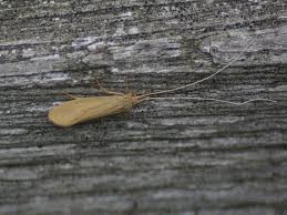 Attēlu rezultāti vaicājumam “Oecetis ochracea”