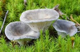 Attēlu rezultāti vaicājumam “Cantharellula umbonata”