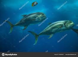 Image result for Caranx hippos