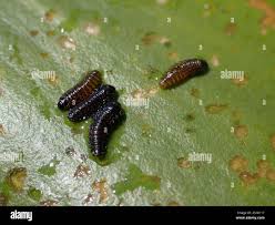 Attēlu rezultāti vaicājumam “Galerucella nymphaeae pupa”