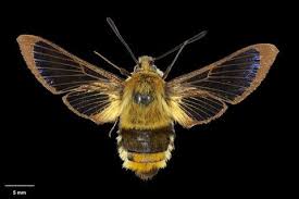 Attēlu rezultāti vaicājumam “Hemaris tityus”