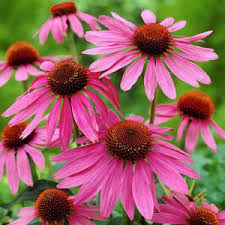 Image result for Echinacea Lustre hybrids