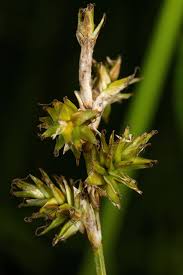 Attēlu rezultāti vaicājumam “Carex elongata”