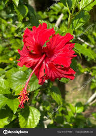 Attēlu rezultāti vaicājumam “Malvaceae”