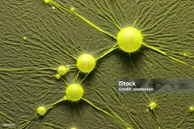 Attēlu rezultāti vaicājumam “Cyanophyta”