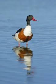 Attēlu rezultāti vaicājumam “Tadorna tadorna male”