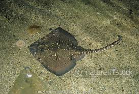 Image result for Raja clavata