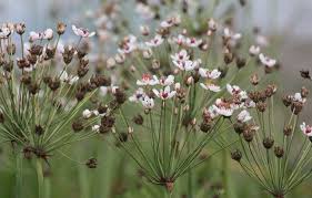 Attēlu rezultāti vaicājumam “Butomaceae”