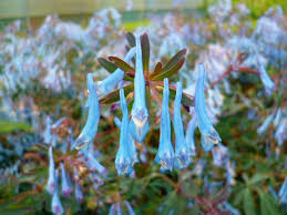Attēlu rezultāti vaicājumam “Corydalis intermedia flower”