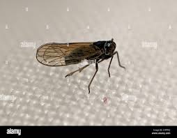 Attēlu rezultāti vaicājumam “Javesella pellucida”