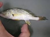 Image result for Micropogonias undulatus