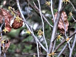 Attēlu rezultāti vaicājumam “Hamamelis virginiana bud”